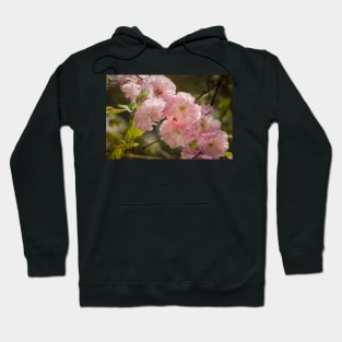 Flowering Almond Hoodie